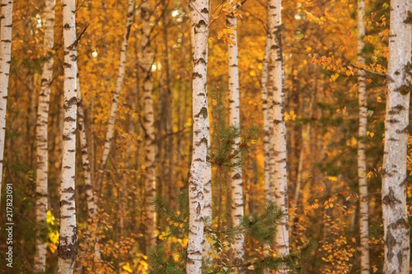 Fototapeta Birches in the forest in autumn as a background
