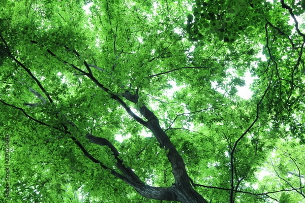 Fototapeta 新緑　エコイメージ