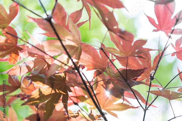 Obraz The Autumn Leaves