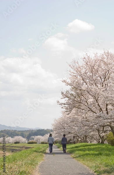 Obraz 桜並木の下で散歩