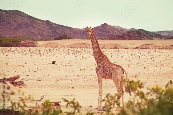 Obraz Giraffe