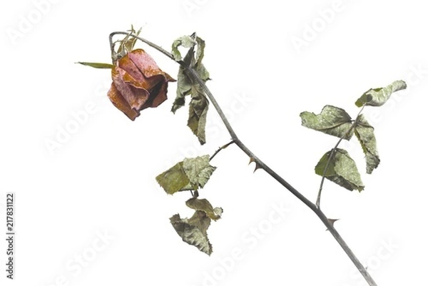 Obraz Top view of dried red rose and leaf on white background, Single