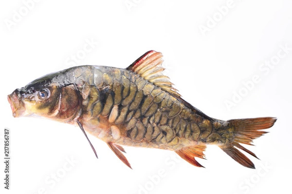 Obraz Fish carp
