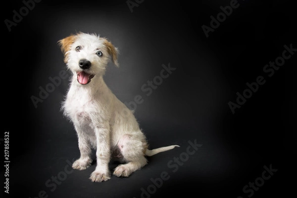 Fototapeta Kromfohrländer Welpe