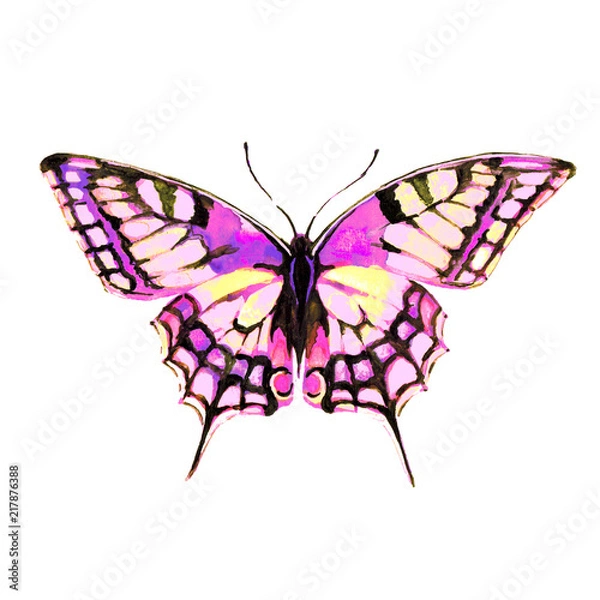 Obraz butterfly,watercolor,on a white