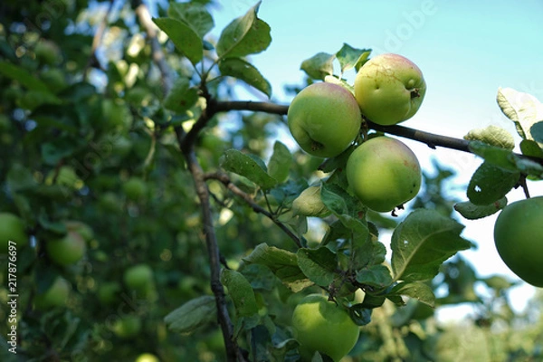 Fototapeta Green apples growing on a tree branch in the apple orchard.