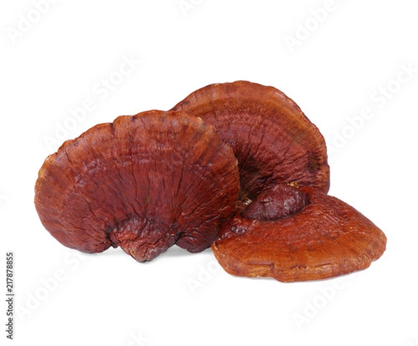 Fototapeta Lingzhi Mushroom Ganoderma Lucidum Isolated on white background.