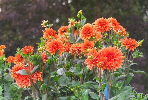 Obraz asteraceae dahlia cultorum grade mrs. Eileen profuse and showy vibrant orange flowers set against the lush green foliage, bush grows in the garden, is lit by sunlight, summer or early autumn