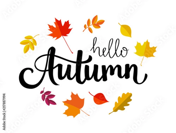 Fototapeta Hello autumn lettering text with autumn orange and yellow leaves. Vector illustration