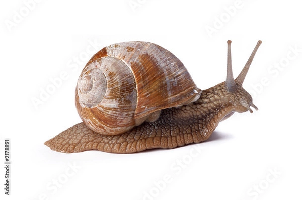 Fototapeta garden snail