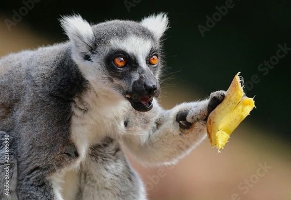Fototapeta Ring Tailed Lemur eating a banana