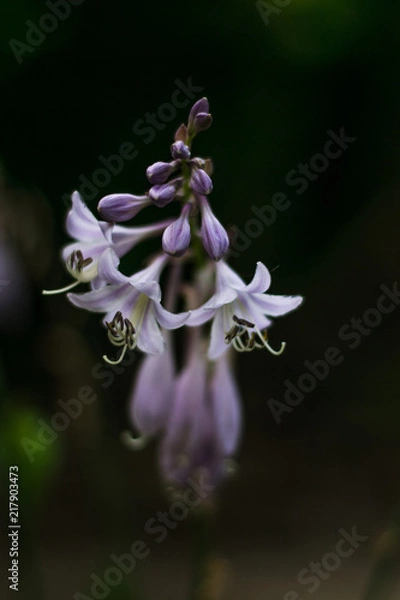 Fototapeta Purple Flowers