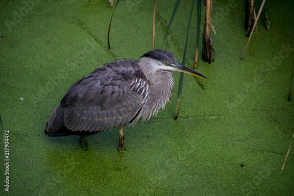 Fototapeta Heron