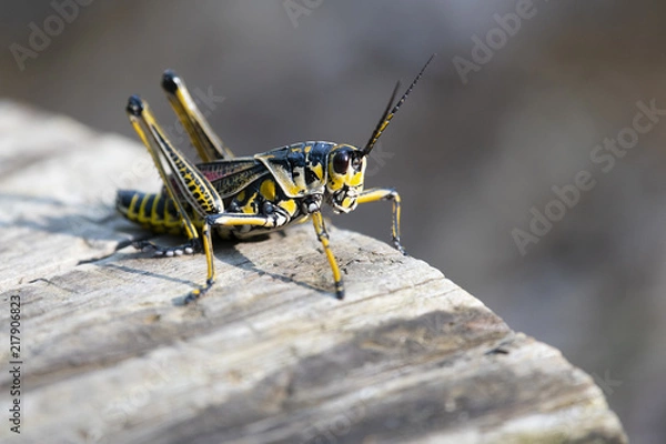 Fototapeta Grasshopper