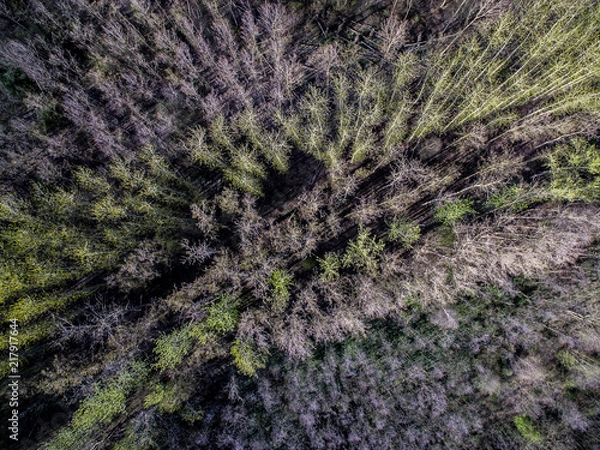 Obraz Dead trees from above