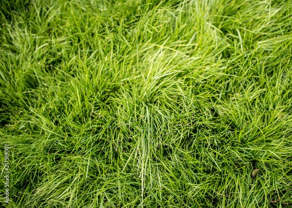 Obraz Green Grass