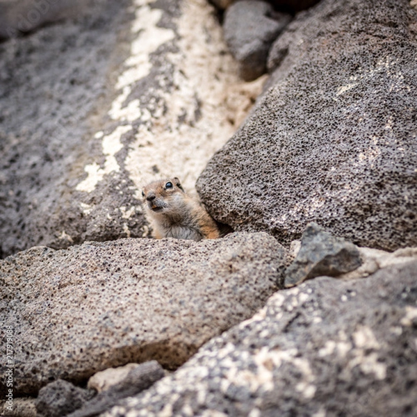 Obraz chipmunk inside the wall