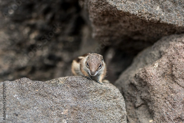 Obraz chipmunk closeup