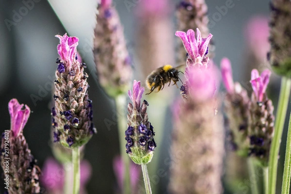 Obraz bumblebee on the lavender