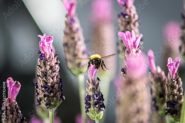 Obraz Flying bumblebee