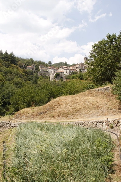 Obraz Champs d'oignons doux à Saint André de Majencoules, Cévennes	