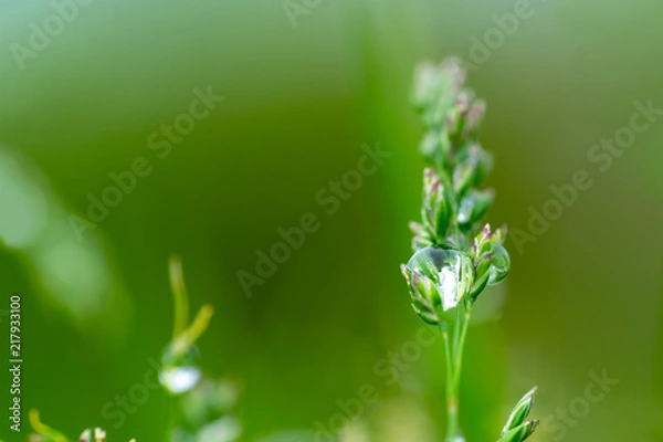 Obraz Fresh grass with dew drops close up