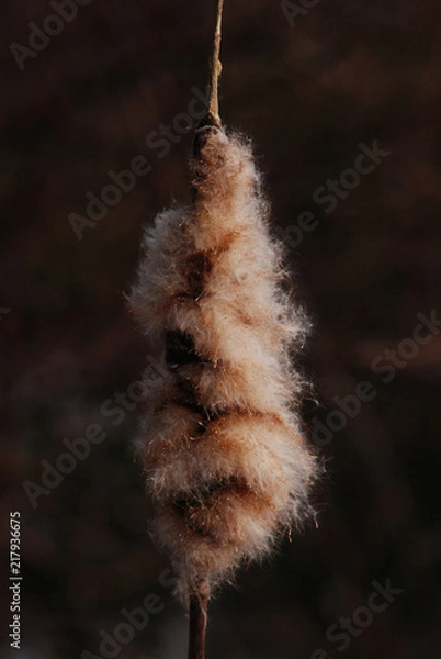 Fototapeta Fluffy cattail