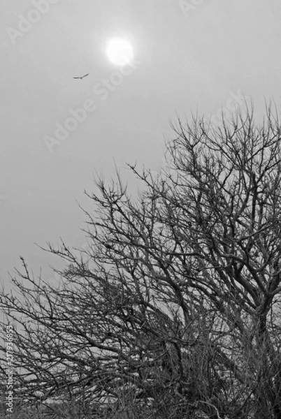 Fototapeta winter tree