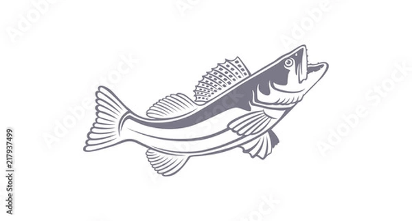 Obraz Zander Fish