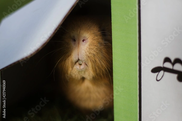 Fototapeta Ginger guinea pig smiling