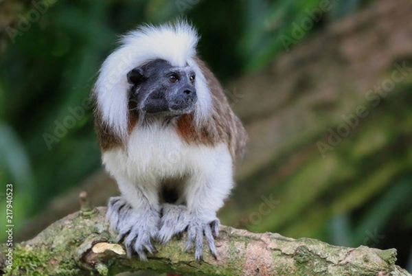 Obraz Cotton Top Tamarin
