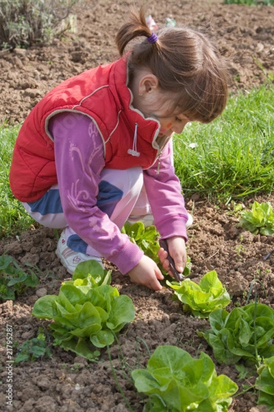 Obraz child with knife picks salad