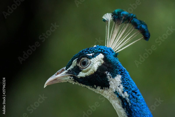 Obraz Peacock