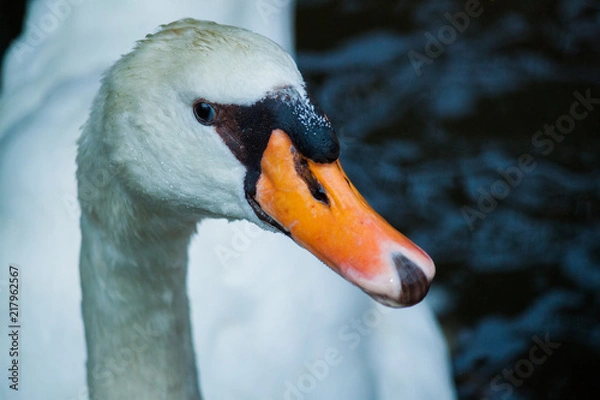 Obraz Swan