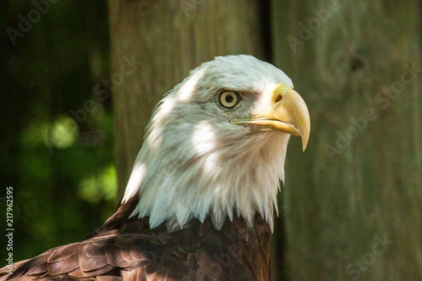 Obraz Bald Eagle