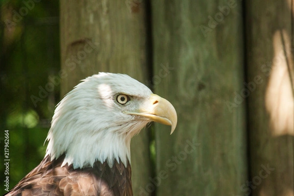 Obraz Bald Eagle