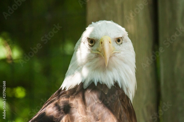 Obraz Bald Eagle