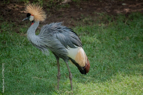 Obraz Crowned Crane