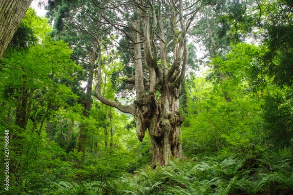 Obraz 隠岐島後岩倉の乳房杉