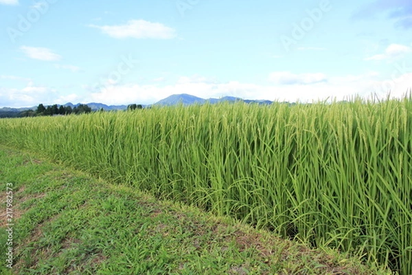 Obraz 稲穂　青空　8月