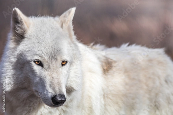 Fototapeta Biały wilk polarny (portret Canis lupus arctos) ma piękne złote oczy