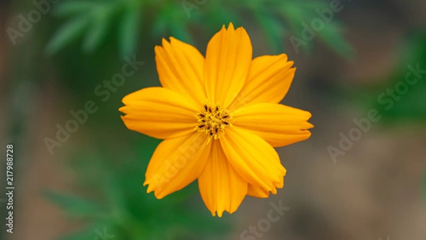 Fototapeta Yellow Flower