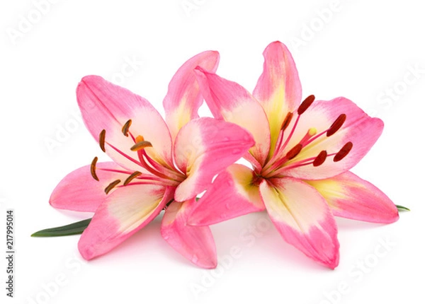 Fototapeta Pink lily isolated.