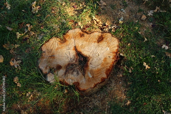 Obraz Tree stump