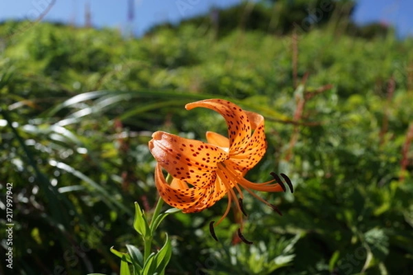 Fototapeta 小鬼百合　コオニユリ　ユリ　オレンジ　百合