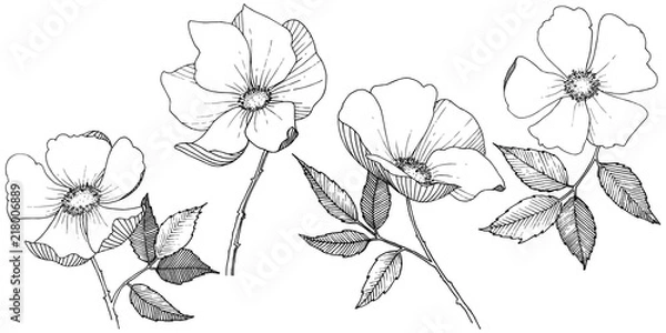 Fototapeta Wild rose in a vector style isolated. Full name of the plant: rose. Vector flower for background, texture, wrapper pattern, frame or border.