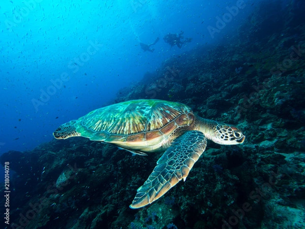 Fototapeta Green sea turtle