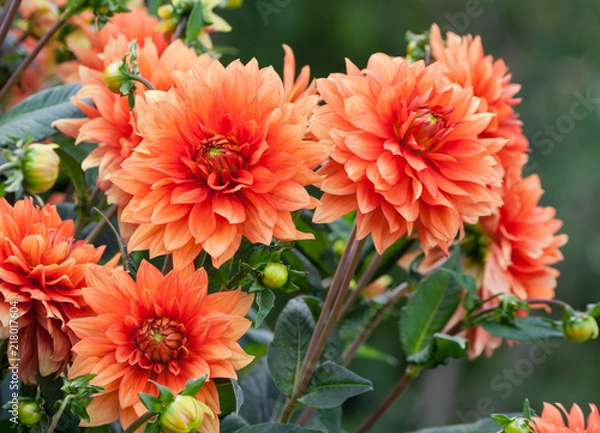 Obraz asteraceae dahlia cultorum grade mrs. Eileen profuse and showy vibrant orange flowers set against the lush green foliage, three flowers close-up grows in the garden, summer or early autumn