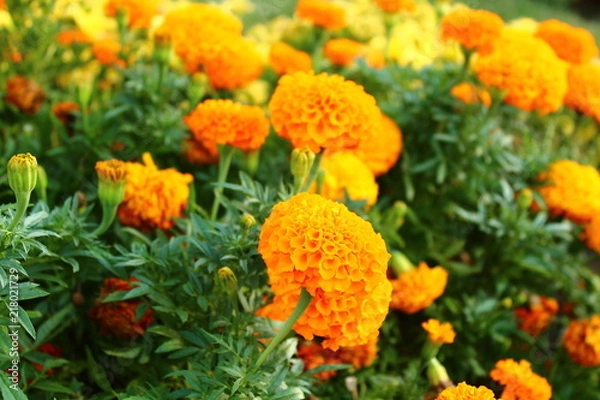 Obraz Tagetes