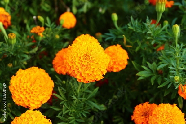 Obraz Tagetes